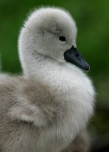 Cygnet