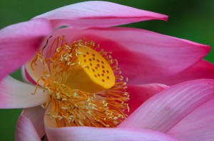 Lotus flower