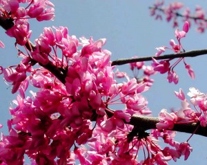 Blossoms